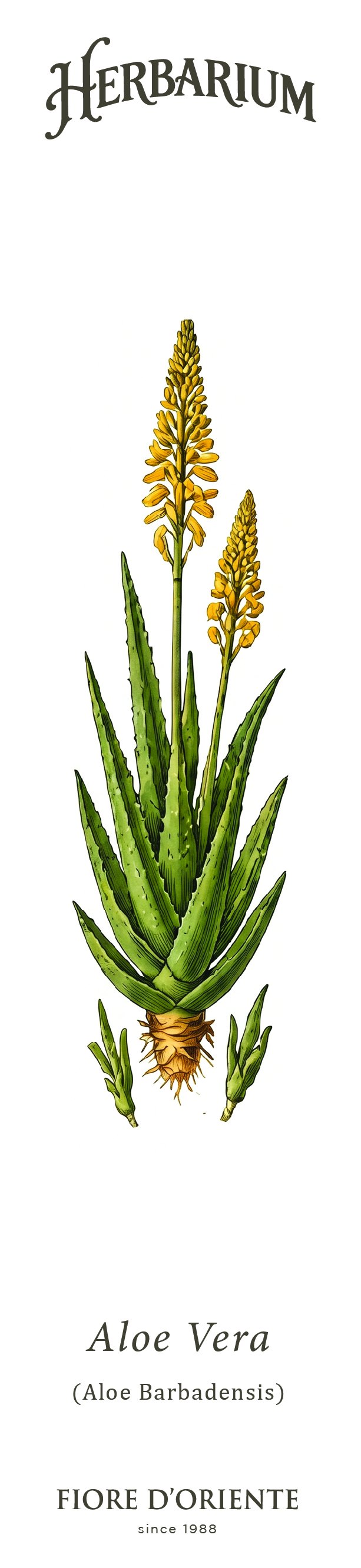 Segnalibro Herbarium - L'Aloe Vera