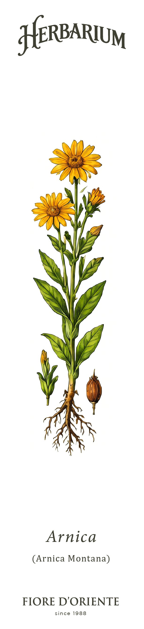 Segnalibro Herbarium - L'Arnica