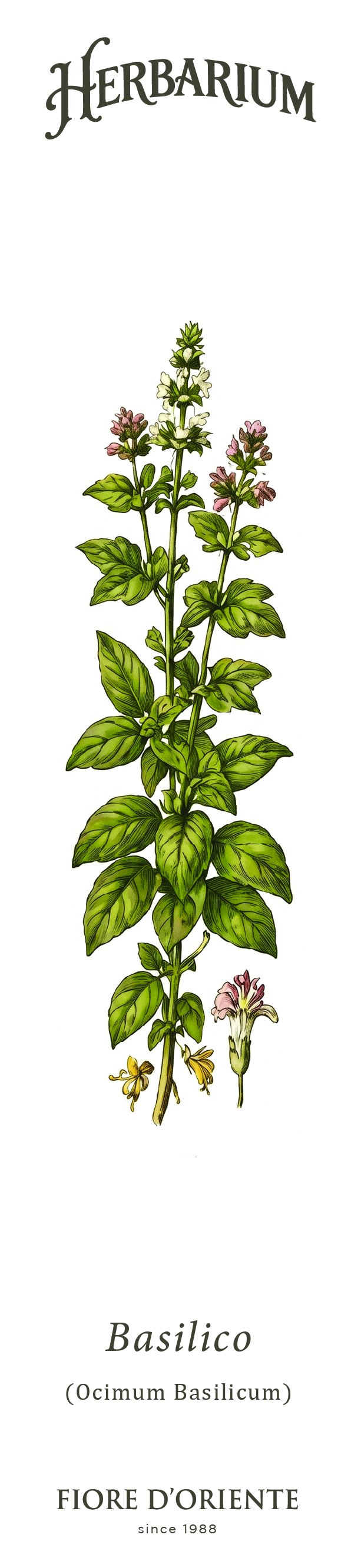 Segnalibro Herbarium - Il Basilico