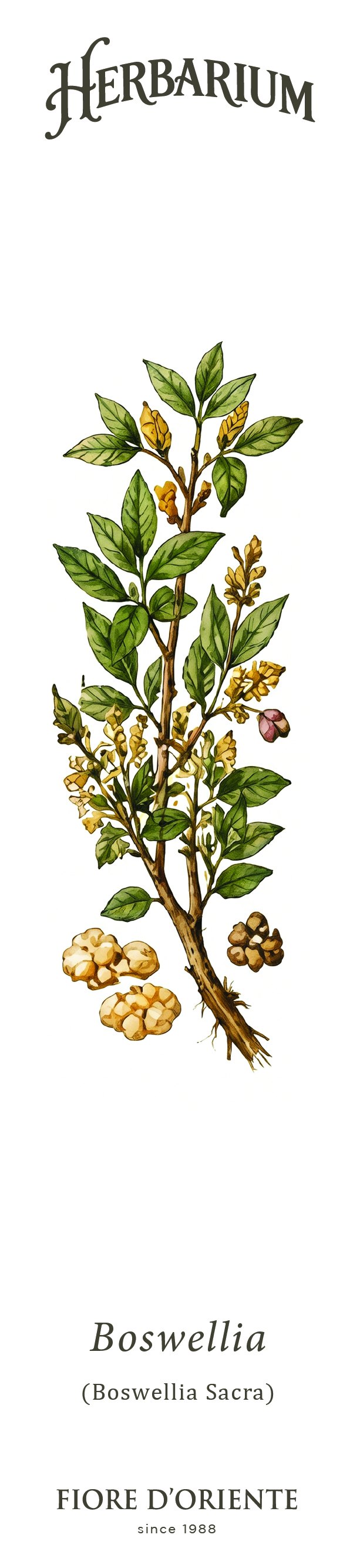 Segnalibro Herbarium - La Boswellia Sacra