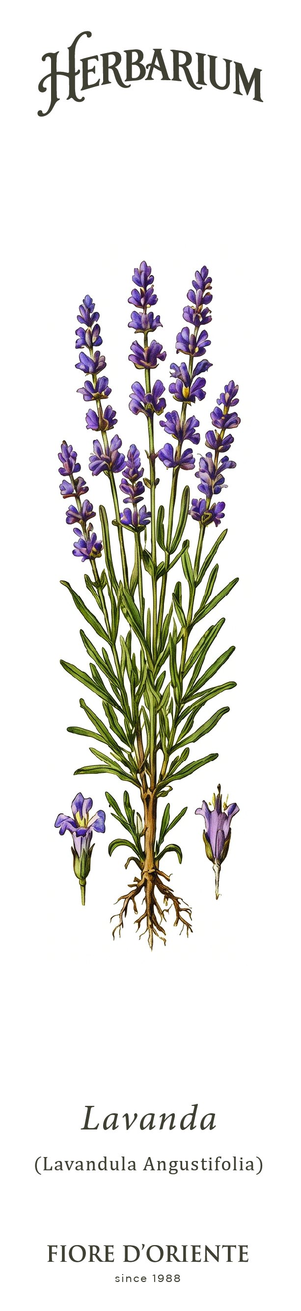 Segnalibro Herbarium - La Lavanda