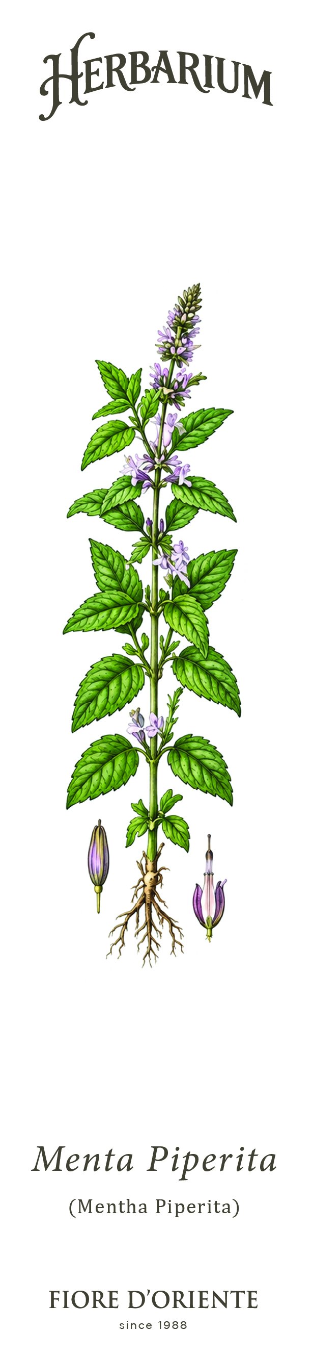 Segnalibro Herbarium - La Menta Piperita