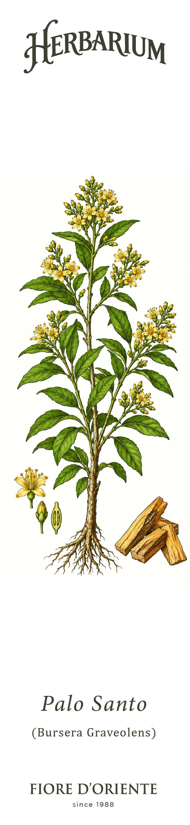 Segnalibro Herbarium - Il Palo Santo