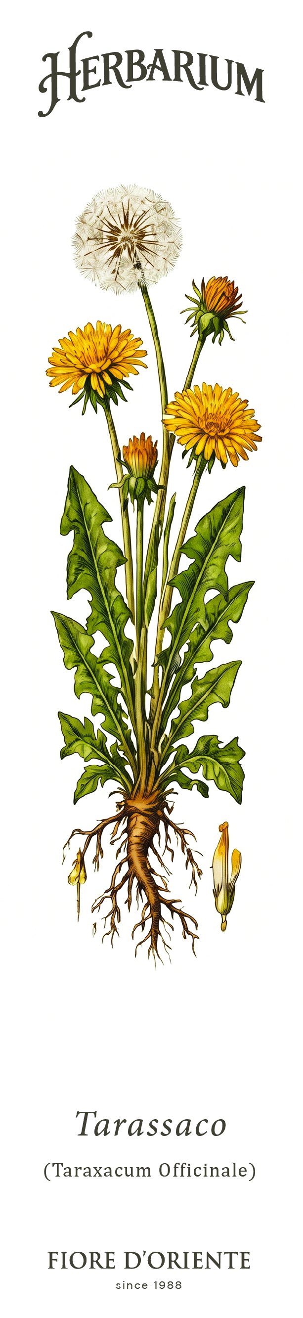 Segnalibro Herbarium - Il Tarassaco
