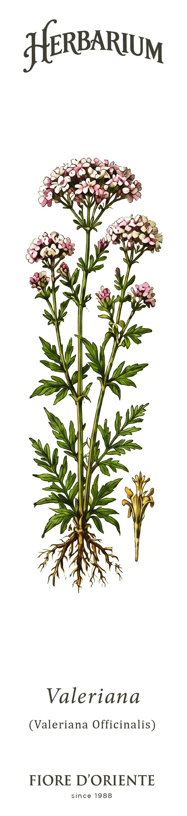 Segnalibro Herbarium - La Valeriana