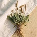 Full Plantago ovata plant isolated on cream linen cloth