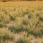Plantago ovata plants