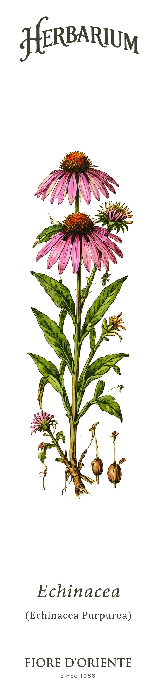 Segnalibro Herbarium - L'Echinacea