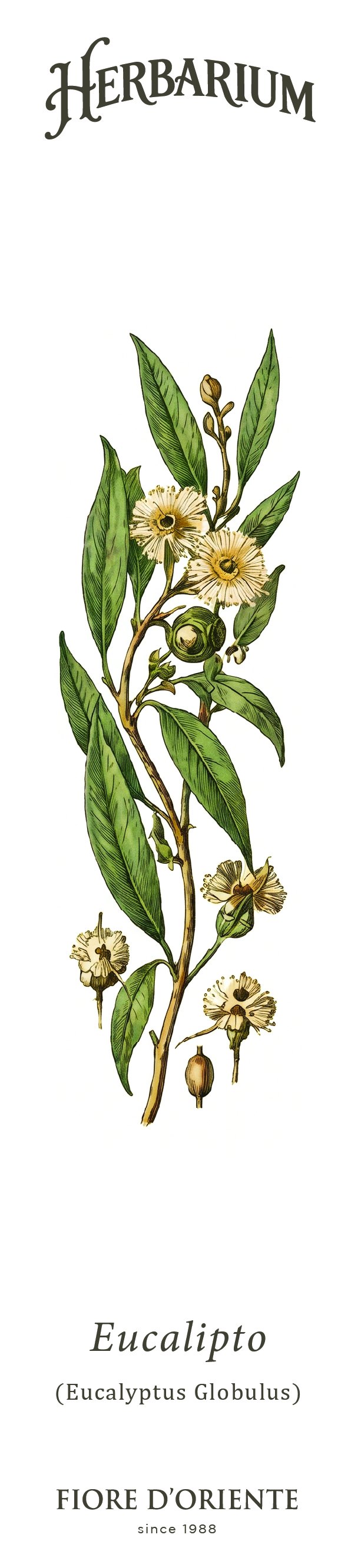 Segnalibro Herbarium - L'Eucalipto