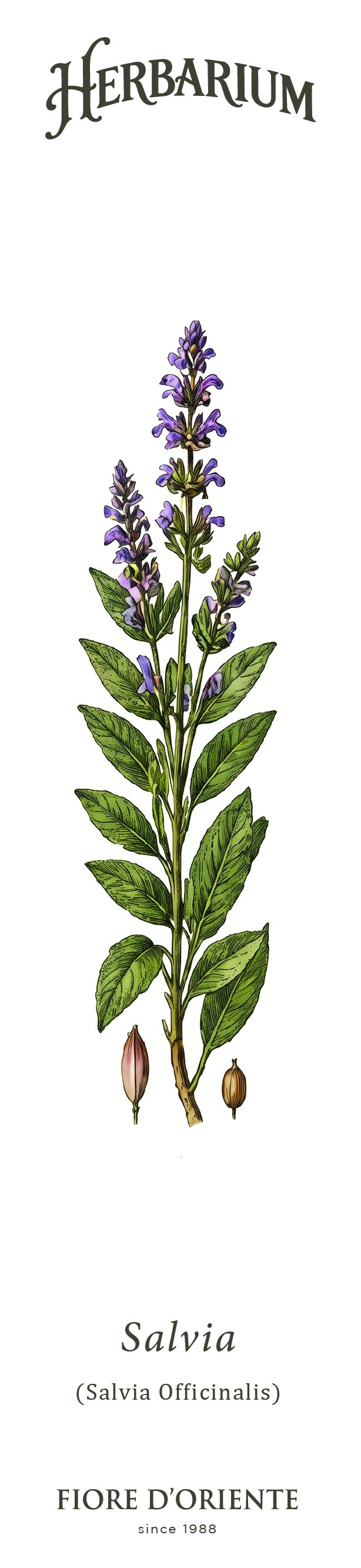 Segnalibro Herbarium - La Salvia
