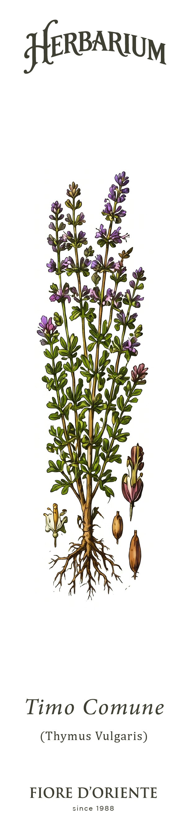 Segnalibro Herbarium - Il Timo Comune