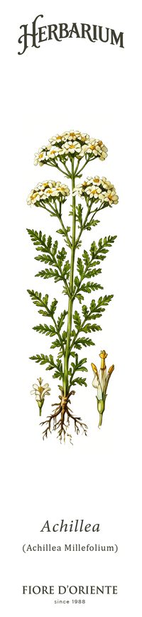 L'Achillea