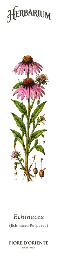 L'Echinacea