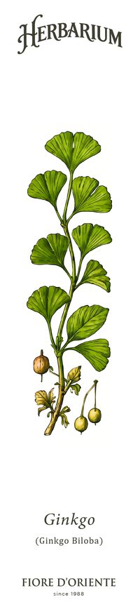 Il Ginkgo
