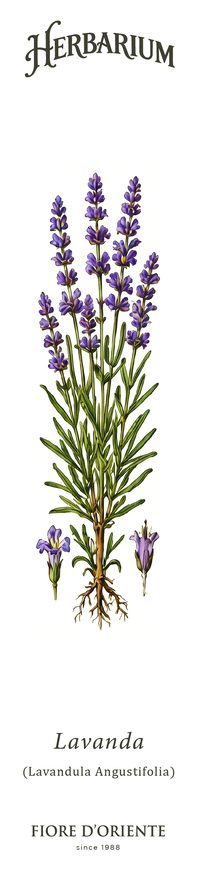 La Lavanda