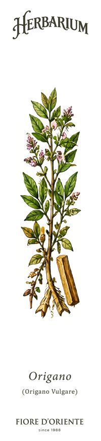 L'Origano