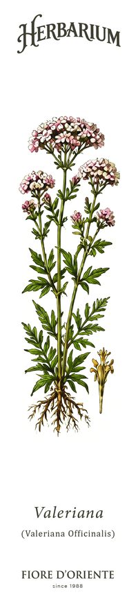 La Valeriana